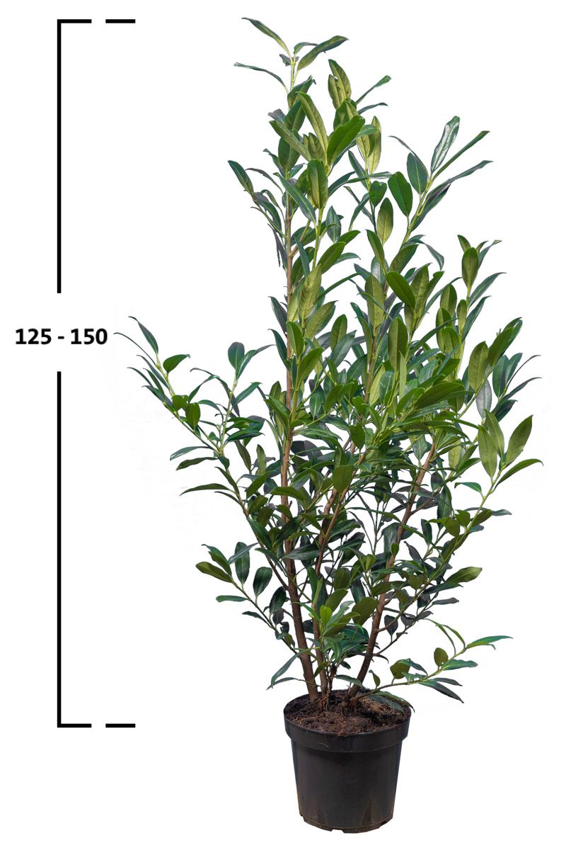 Kirschlorbeer Herbergii