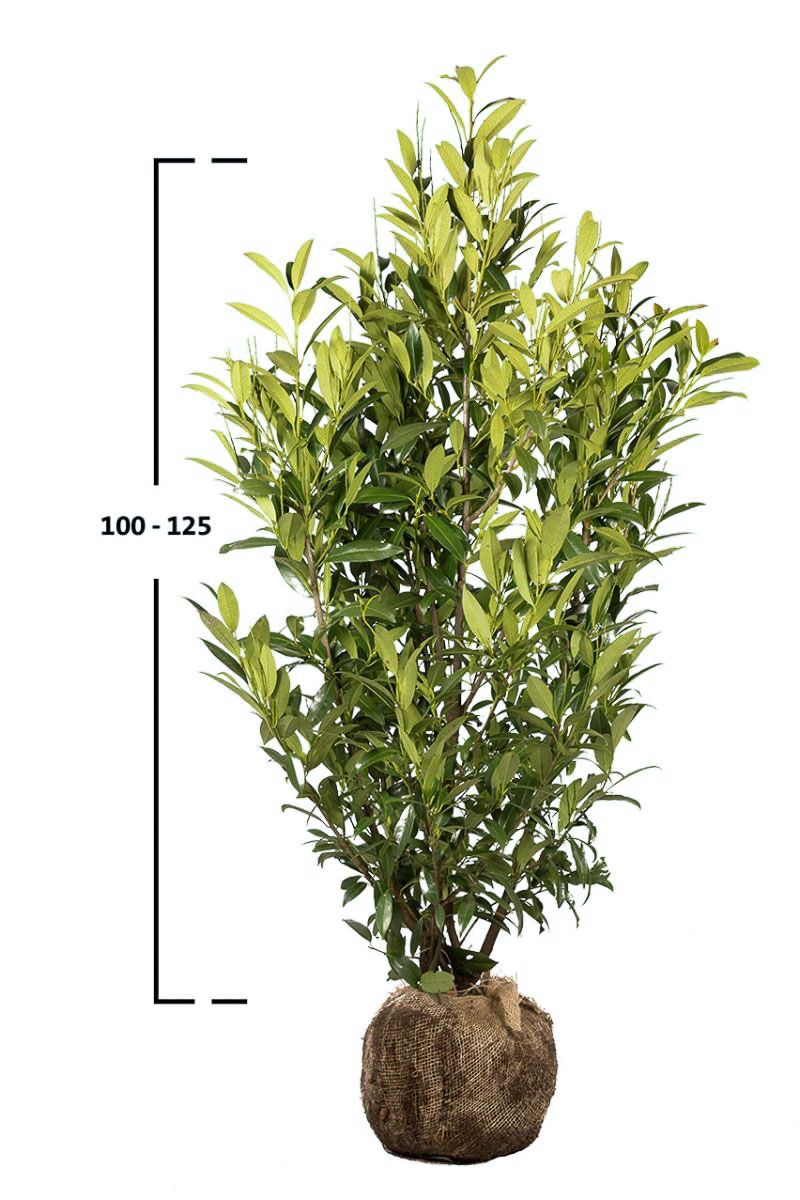 Kirschlorbeer Herbergii