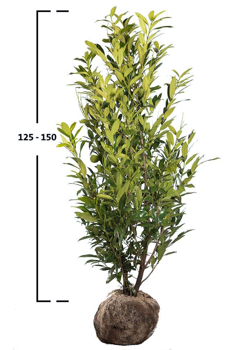 Kirschlorbeer Herbergii