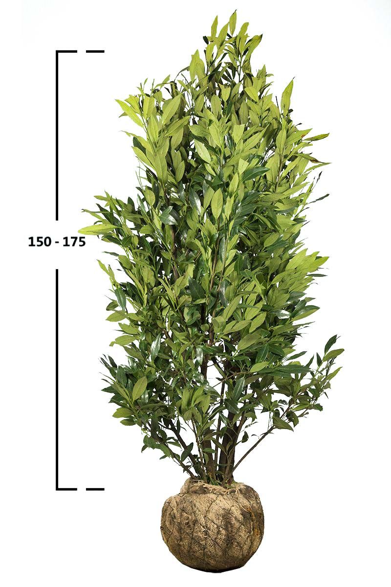 Kirschlorbeer Herbergii