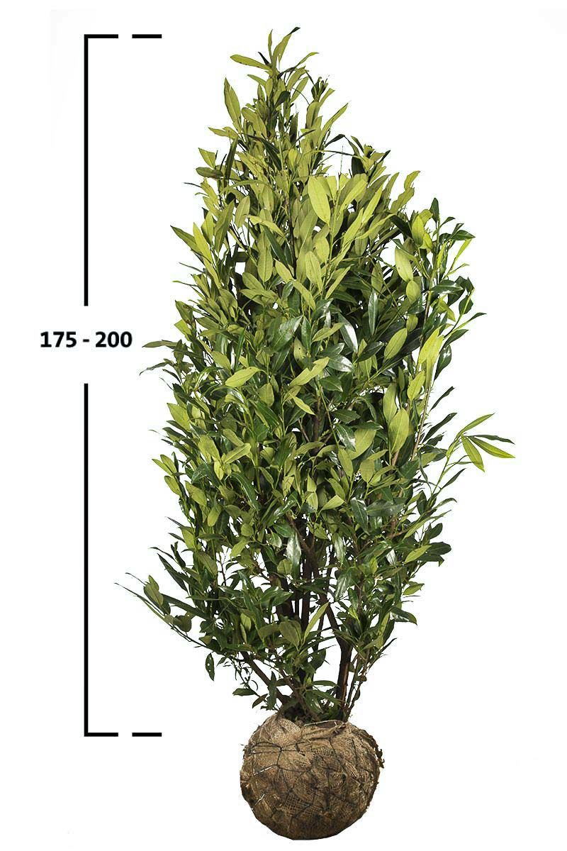 Kirschlorbeer Herbergii