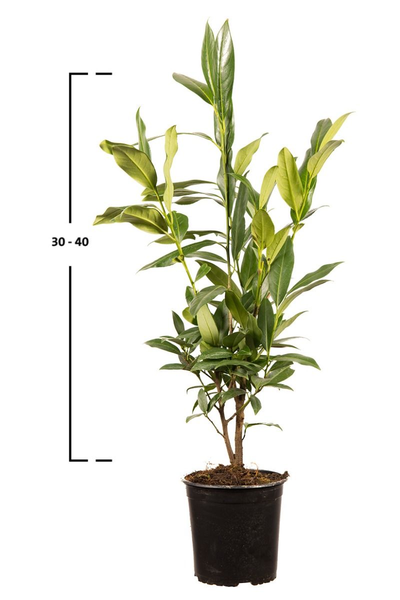 Kirschlorbeer Herbergii