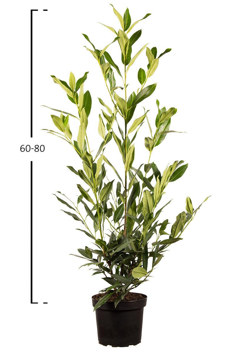 Kirschlorbeer Herbergii