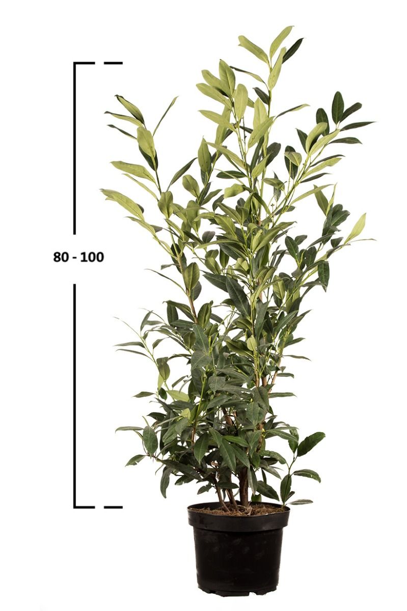 Kirschlorbeer Herbergii