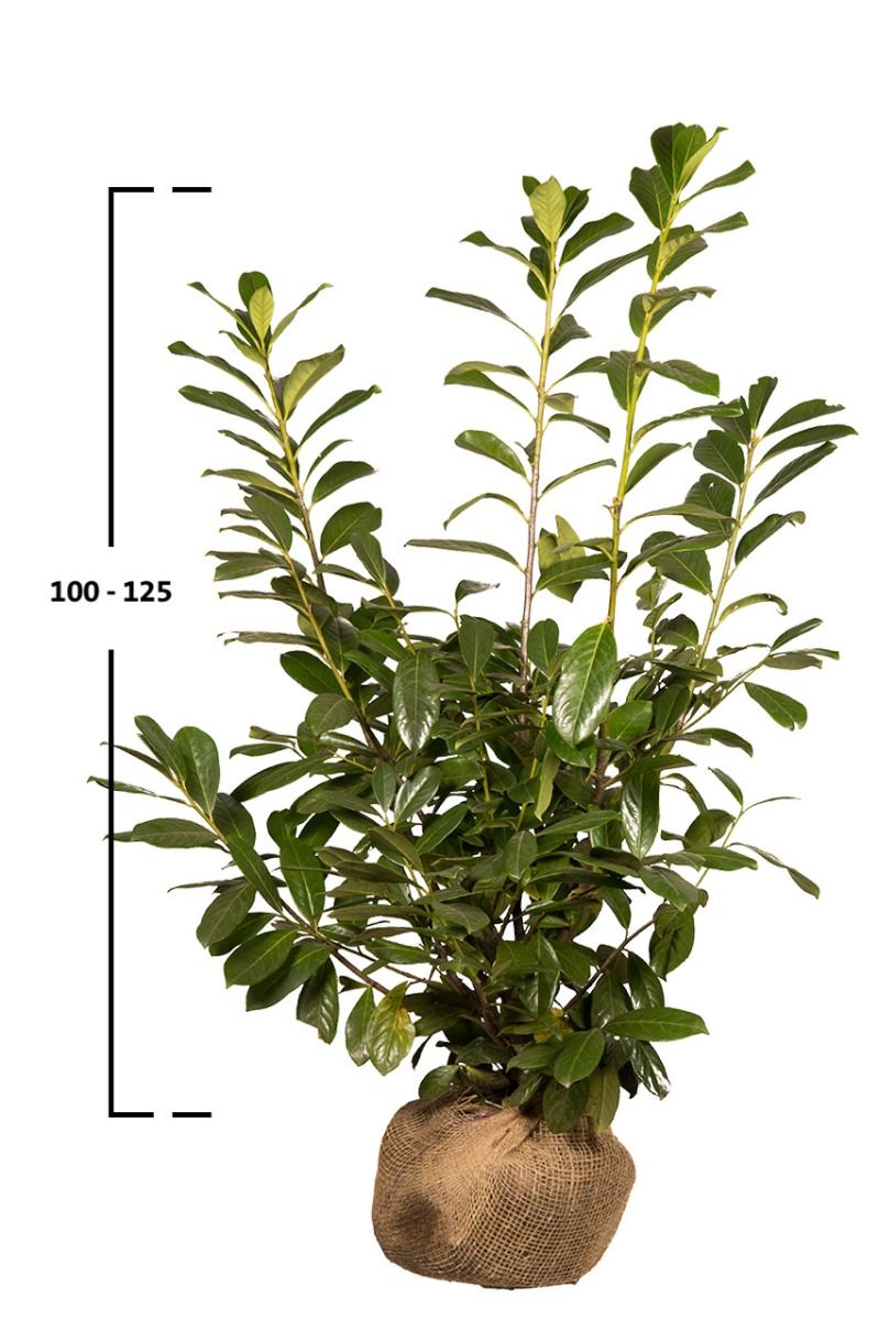 Kirschlorbeer Novita