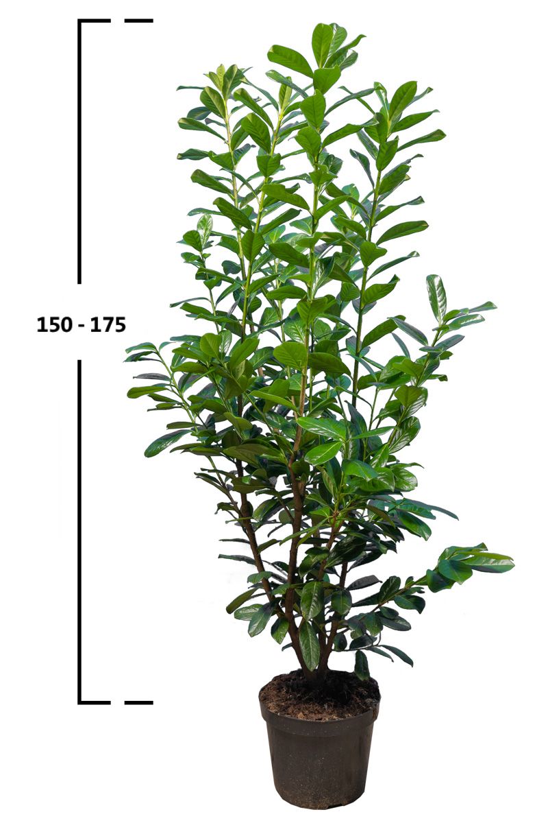 Kirschlorbeer Novita