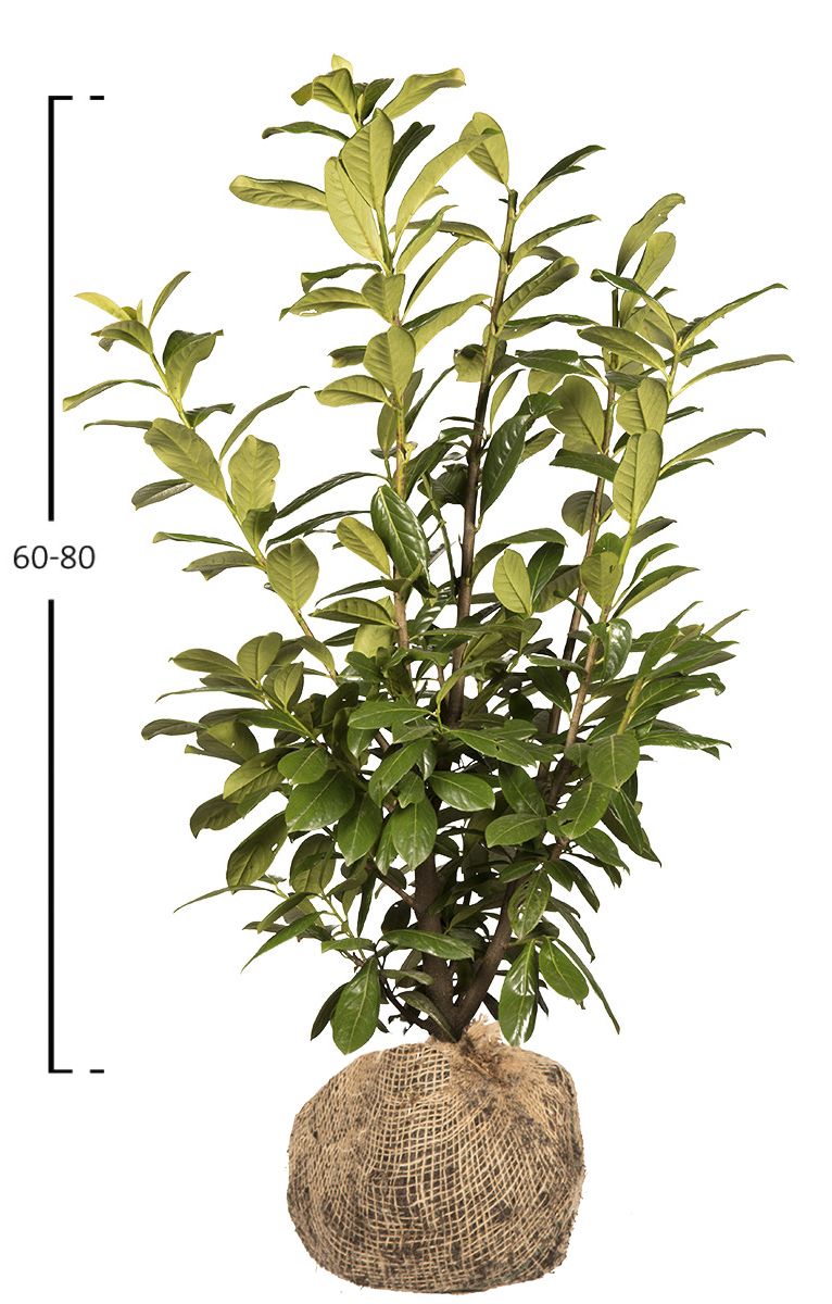 Kirschlorbeer Novita