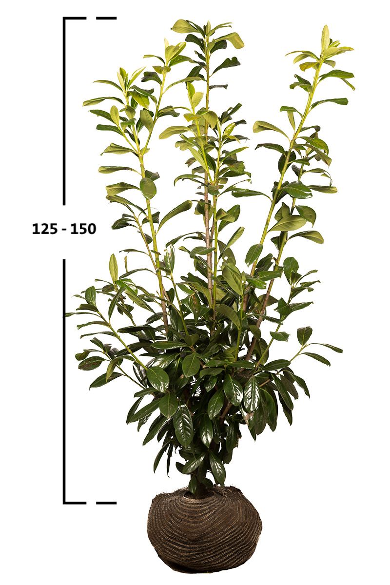 Kirschlorbeer Novita