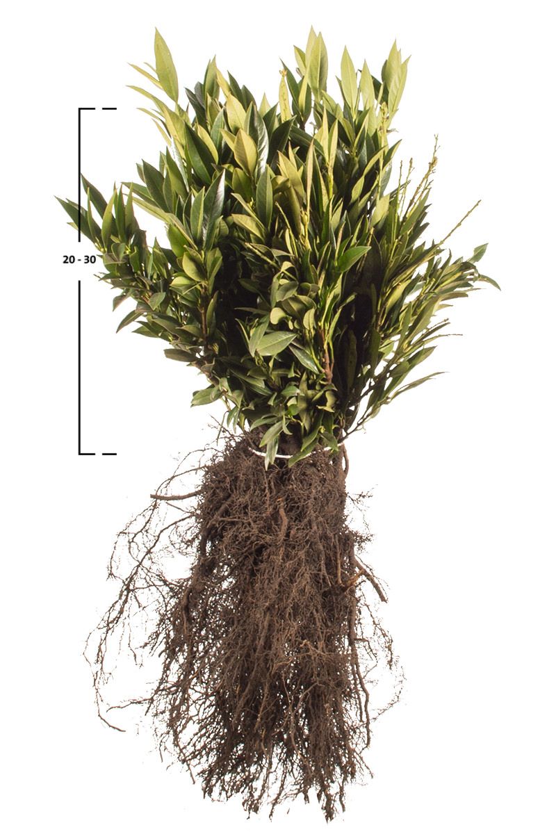 Kirschlorbeer Otto Luyken