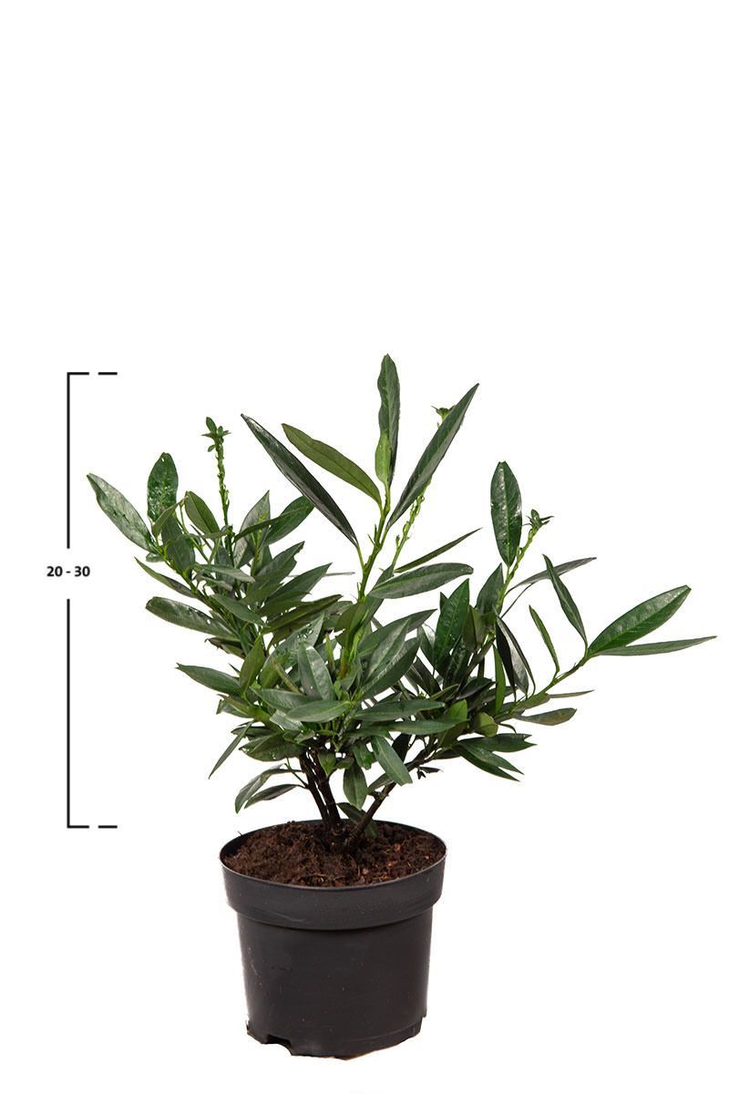 Kirschlorbeer Otto Luyken