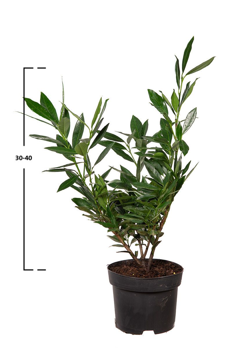 Kirschlorbeer Otto Luyken