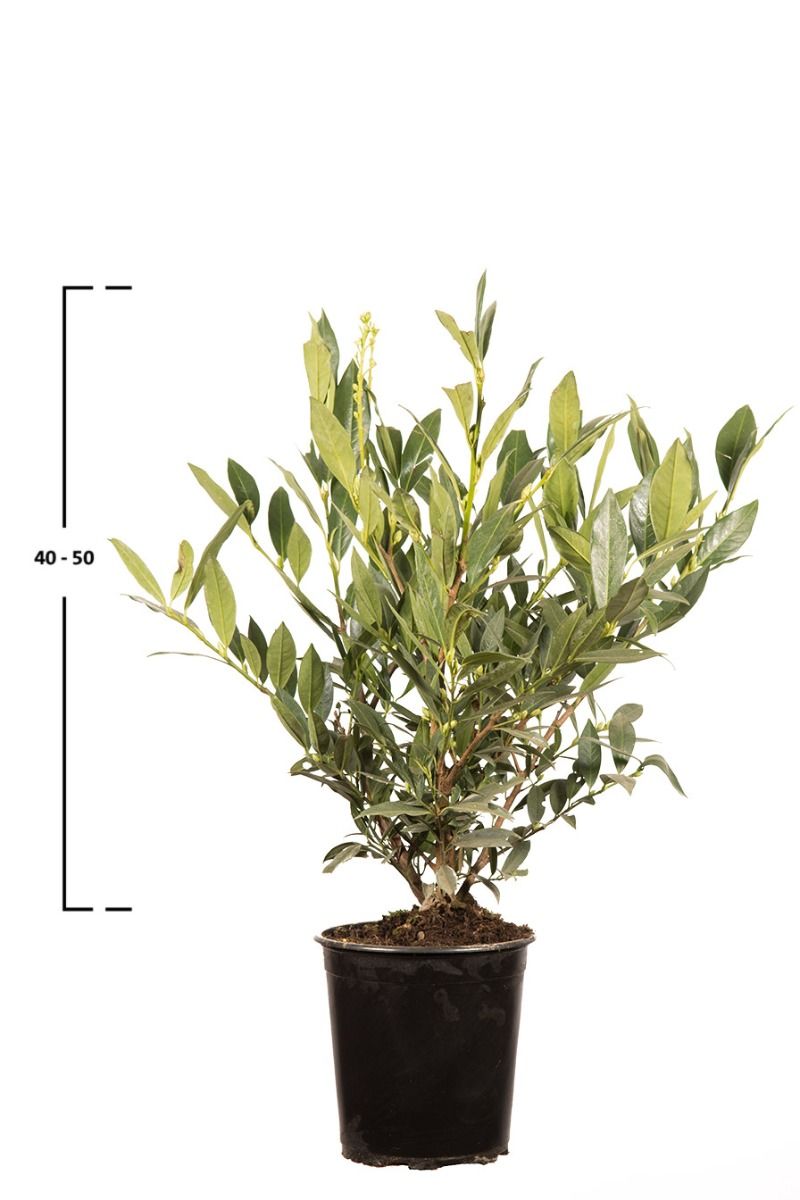 Kirschlorbeer Otto Luyken