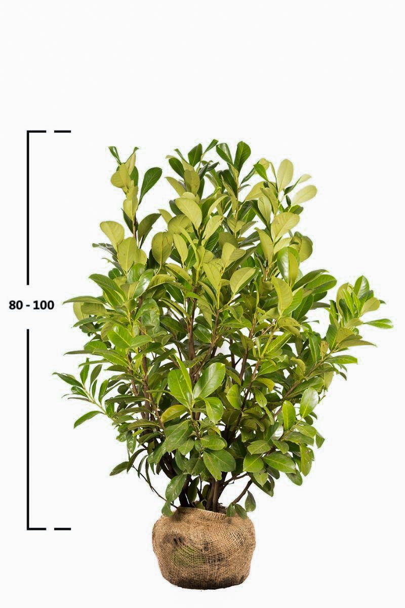 Kirschlorbeer 'Rotundifolia'