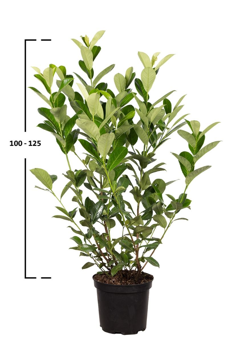 Kirschlorbeer 'Rotundifolia'