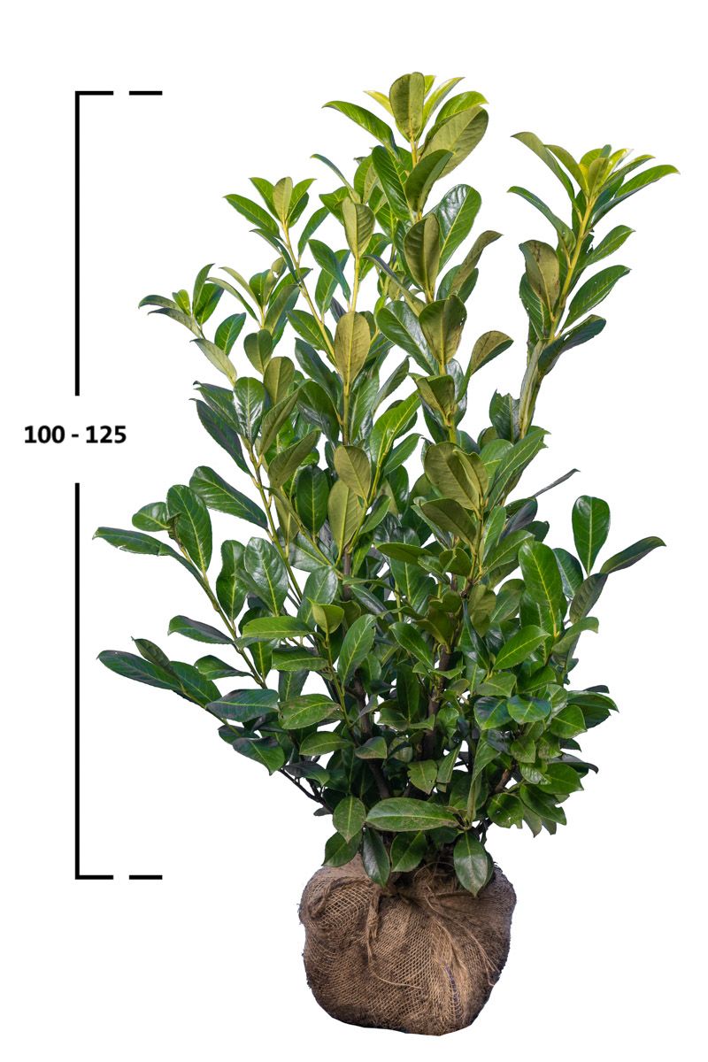 Kirschlorbeer 'Rotundifolia'