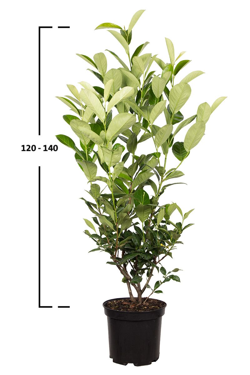 Kirschlorbeer 'Rotundifolia'