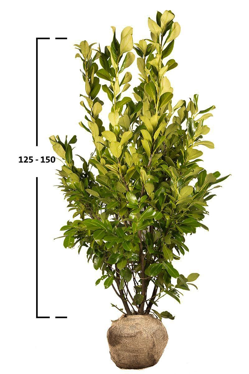 Kirschlorbeer 'Rotundifolia'