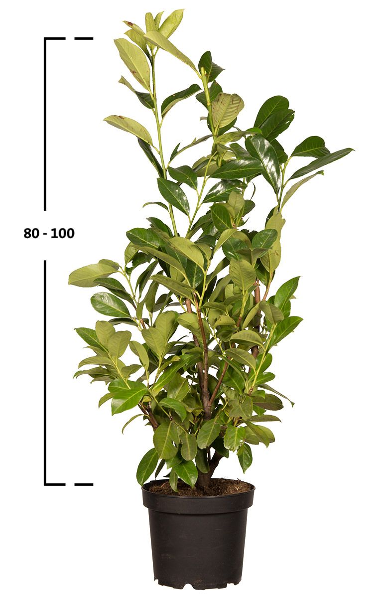 Kirschlorbeer 'Rotundifolia'