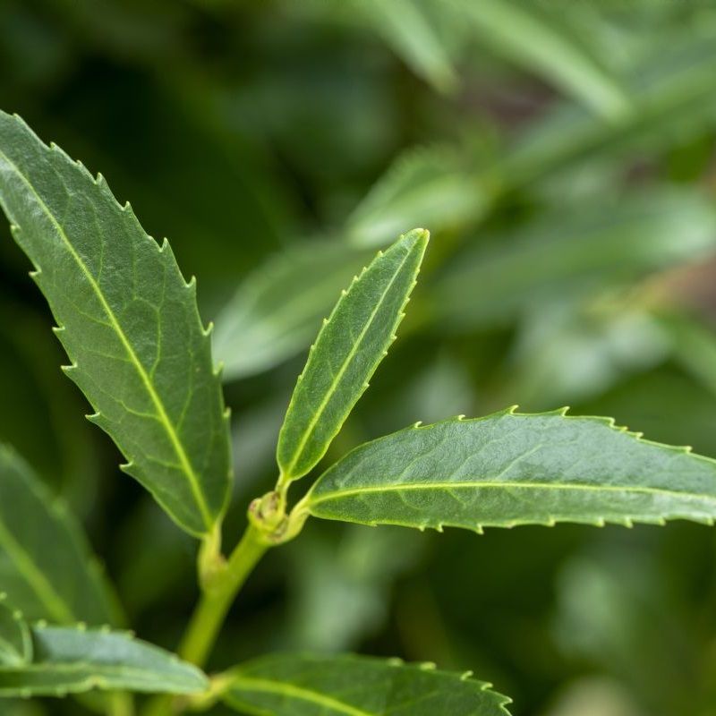 Kirschlorbeer ‘Sofia’