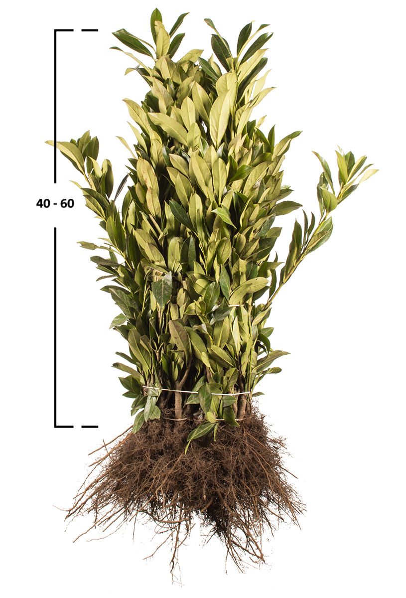 Kirschlorbeer Caucasica 