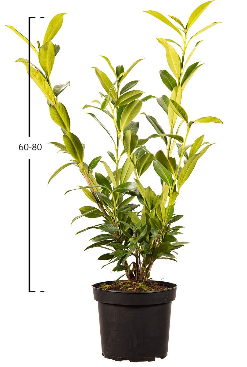 Kirschlorbeer Caucasica 