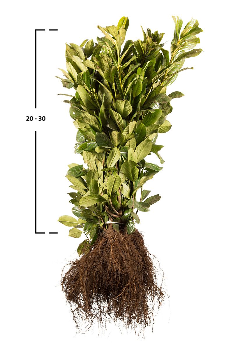 Kirschlorbeer Novita