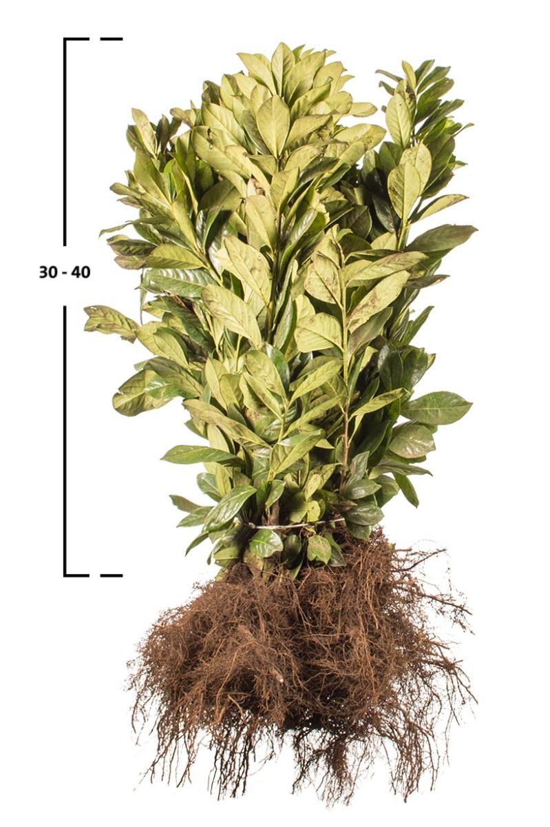 Kirschlorbeer Novita