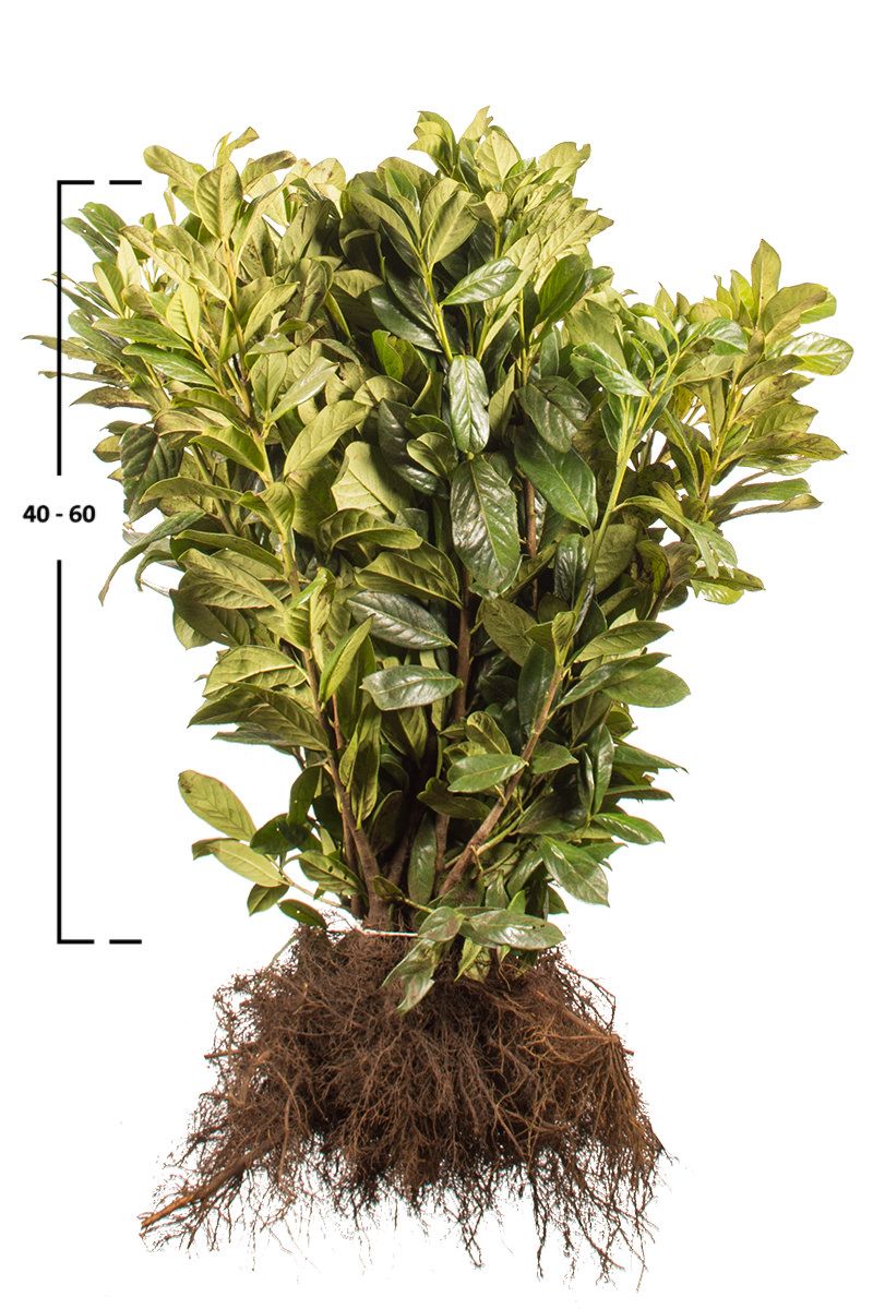 Kirschlorbeer Novita