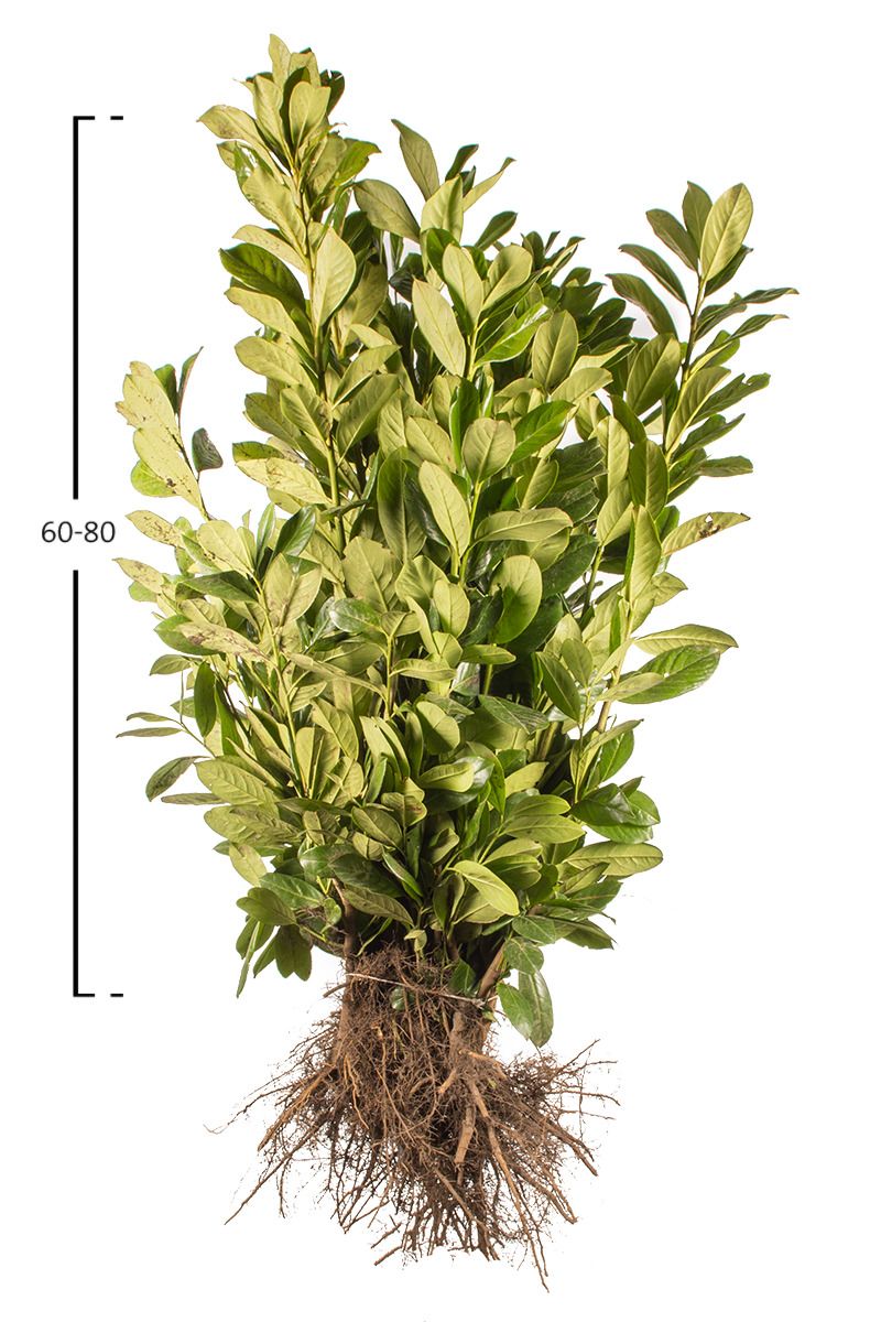 Kirschlorbeer Novita