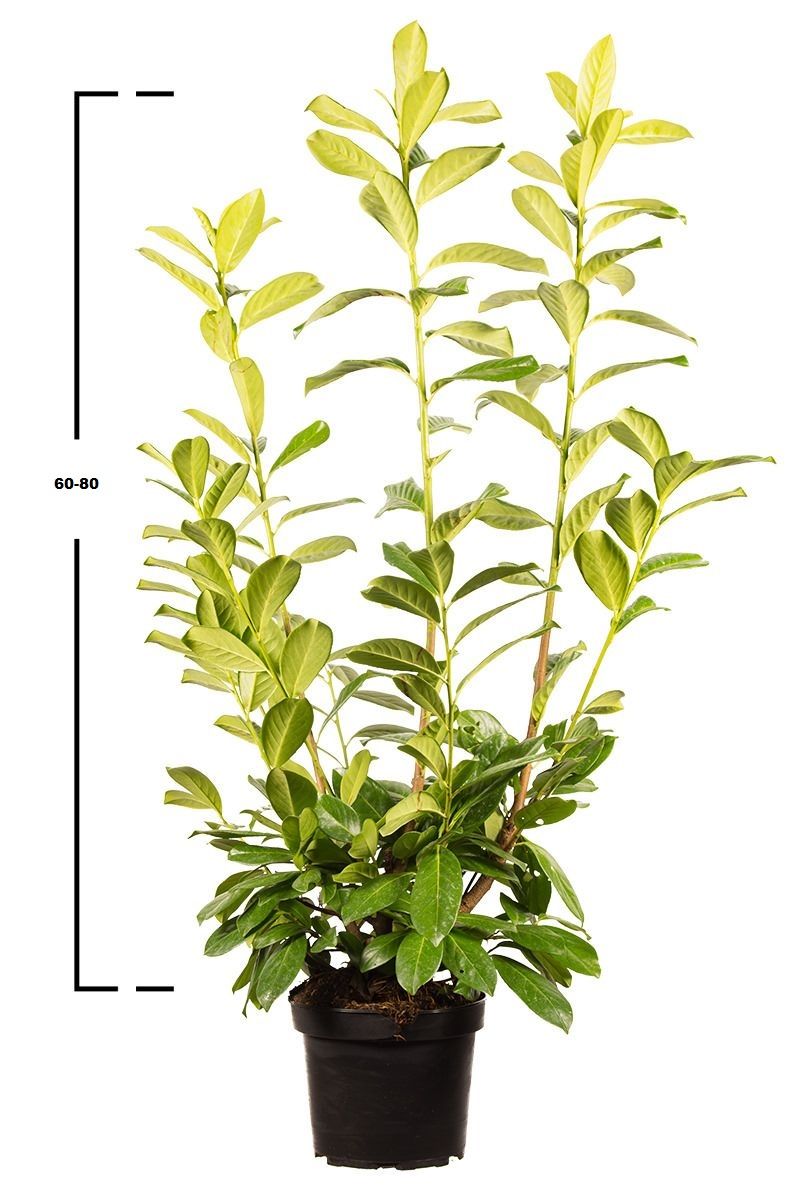 Kirschlorbeer Novita