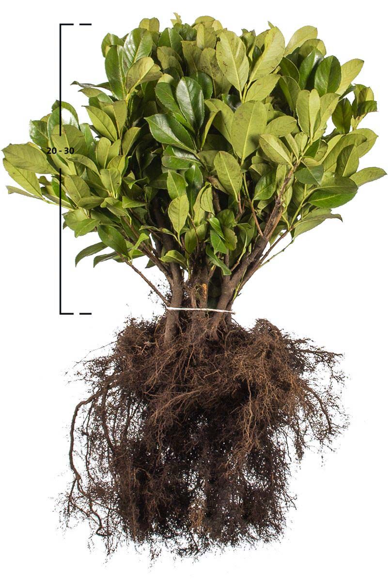 Kirschlorbeer 'Rotundifolia'