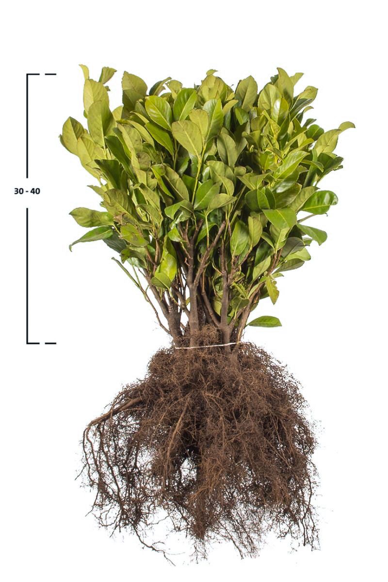 Kirschlorbeer 'Rotundifolia'