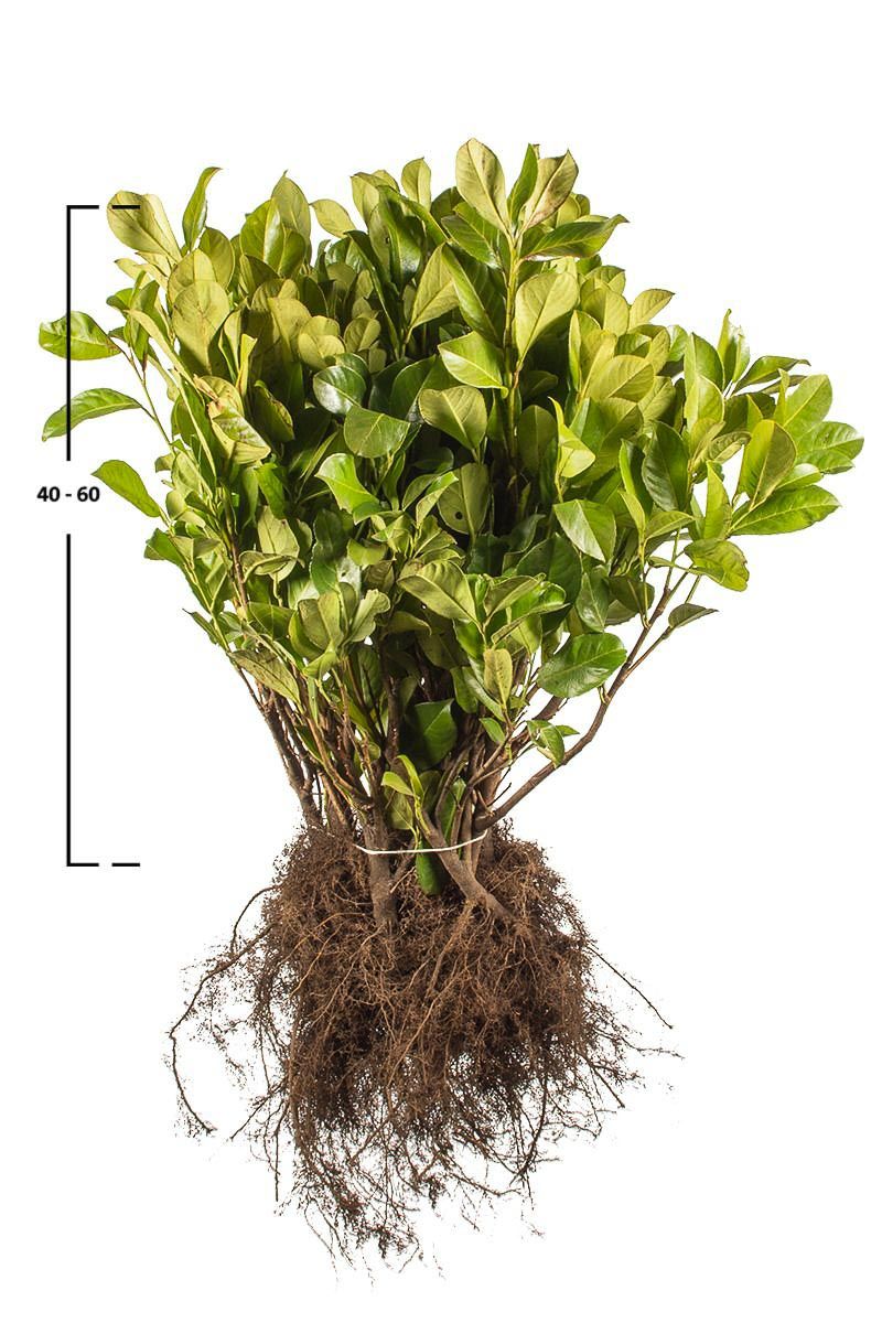 Kirschlorbeer 'Rotundifolia'