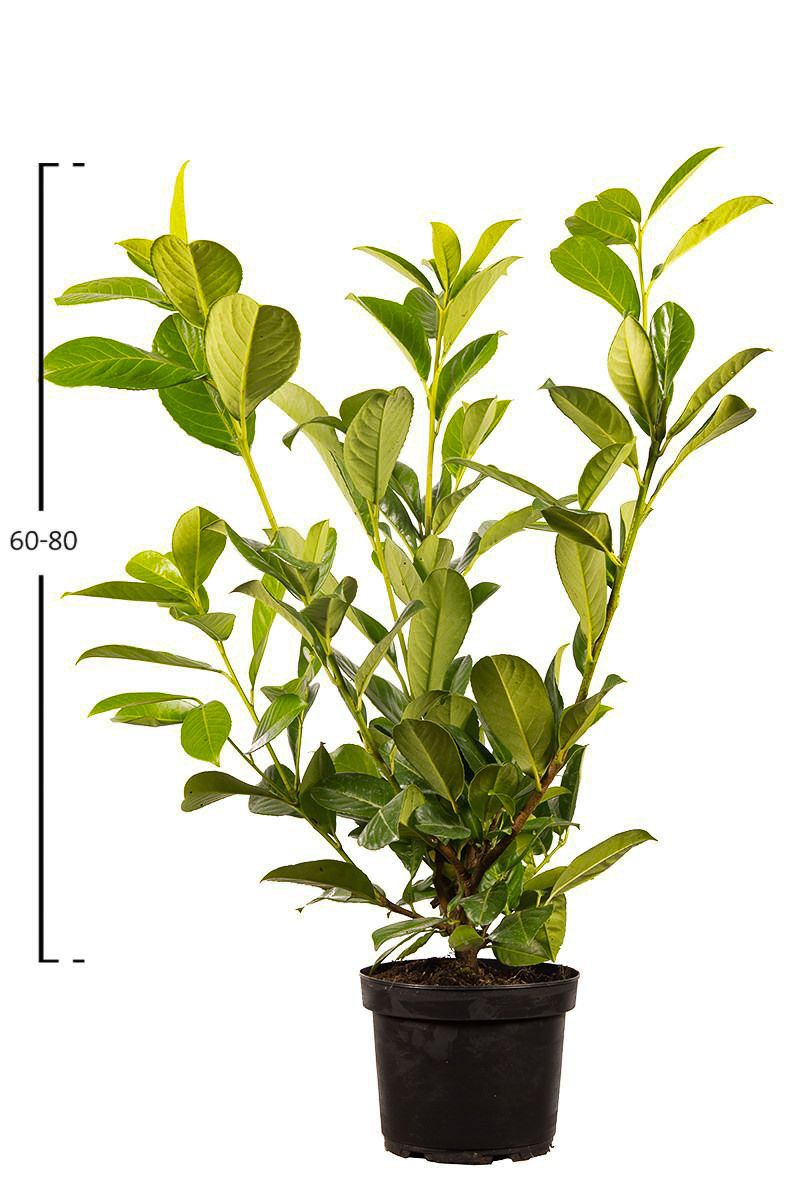 Kirschlorbeer 'Rotundifolia'