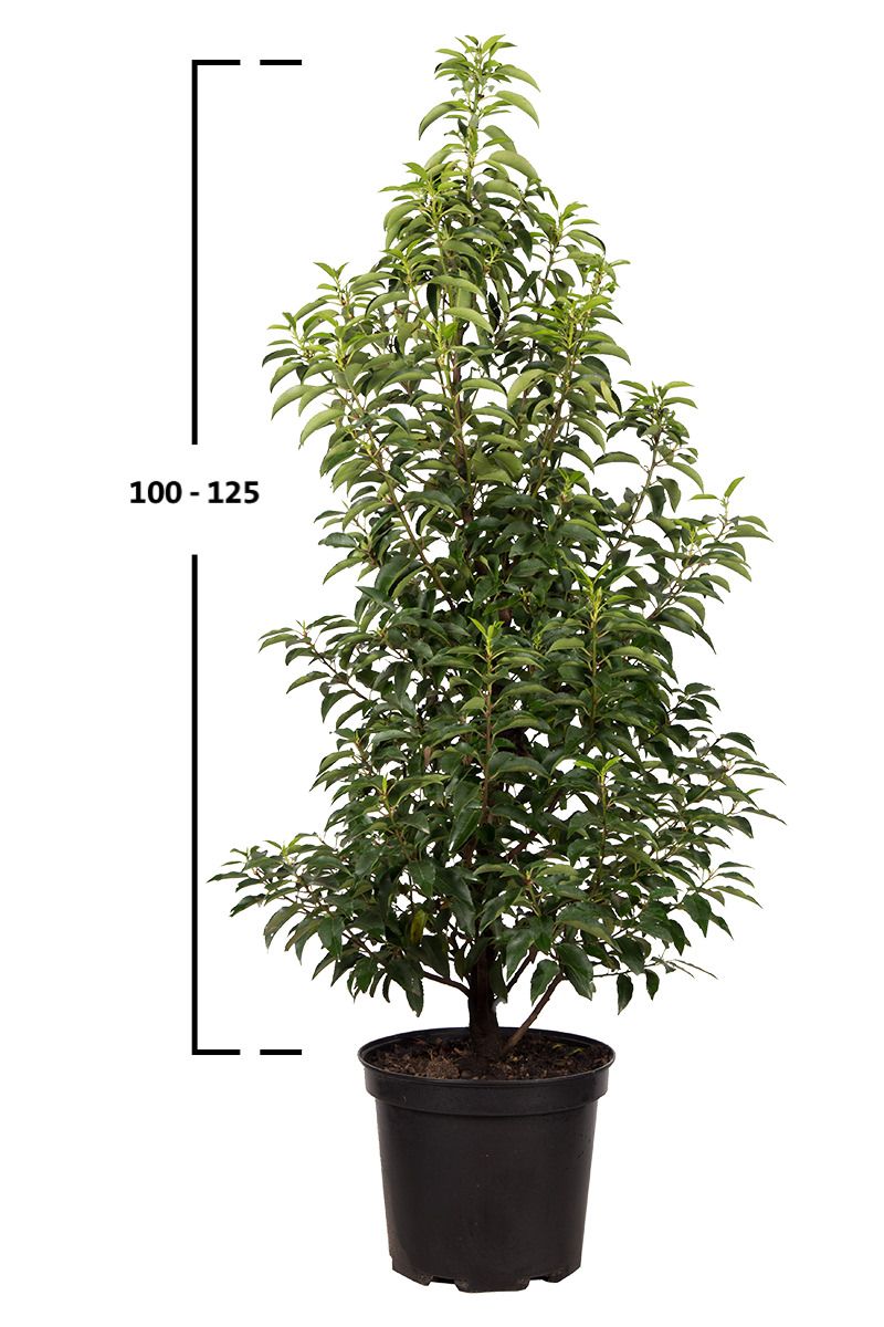 Portugiesischer Kirschlorbeer