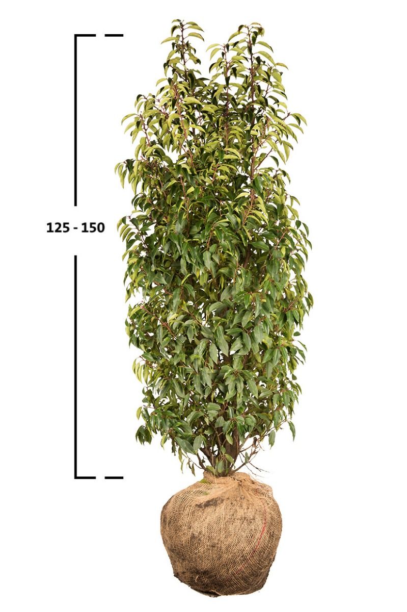 Portugiesischer Kirschlorbeer