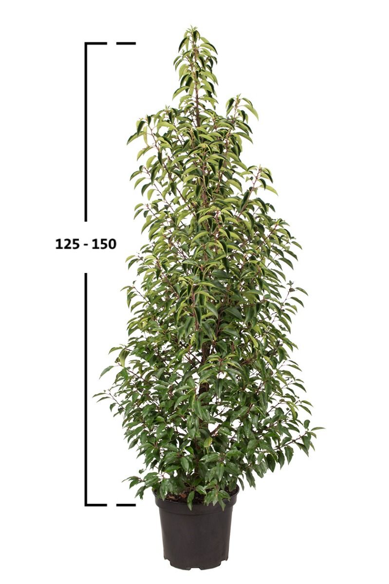 Portugiesischer Kirschlorbeer