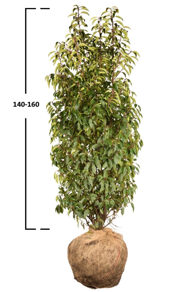 Portugiesischer Kirschlorbeer