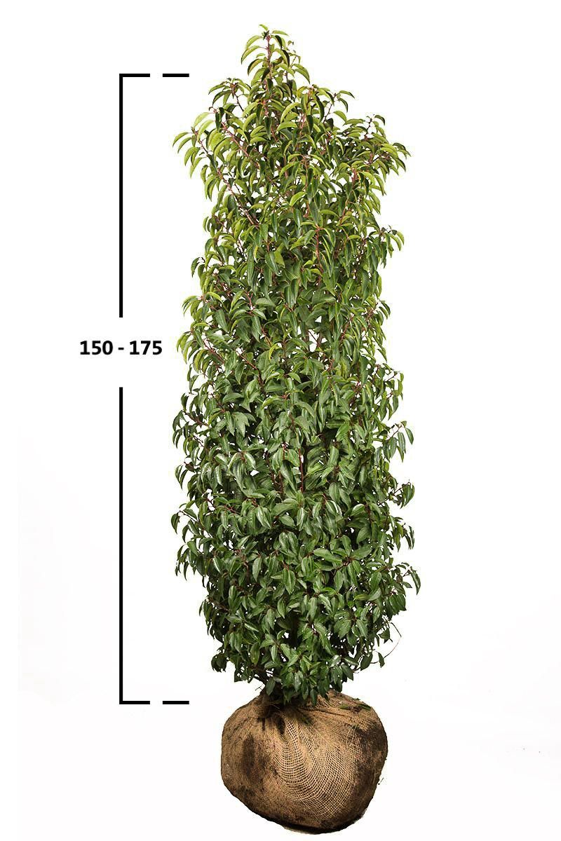 Portugiesischer Kirschlorbeer