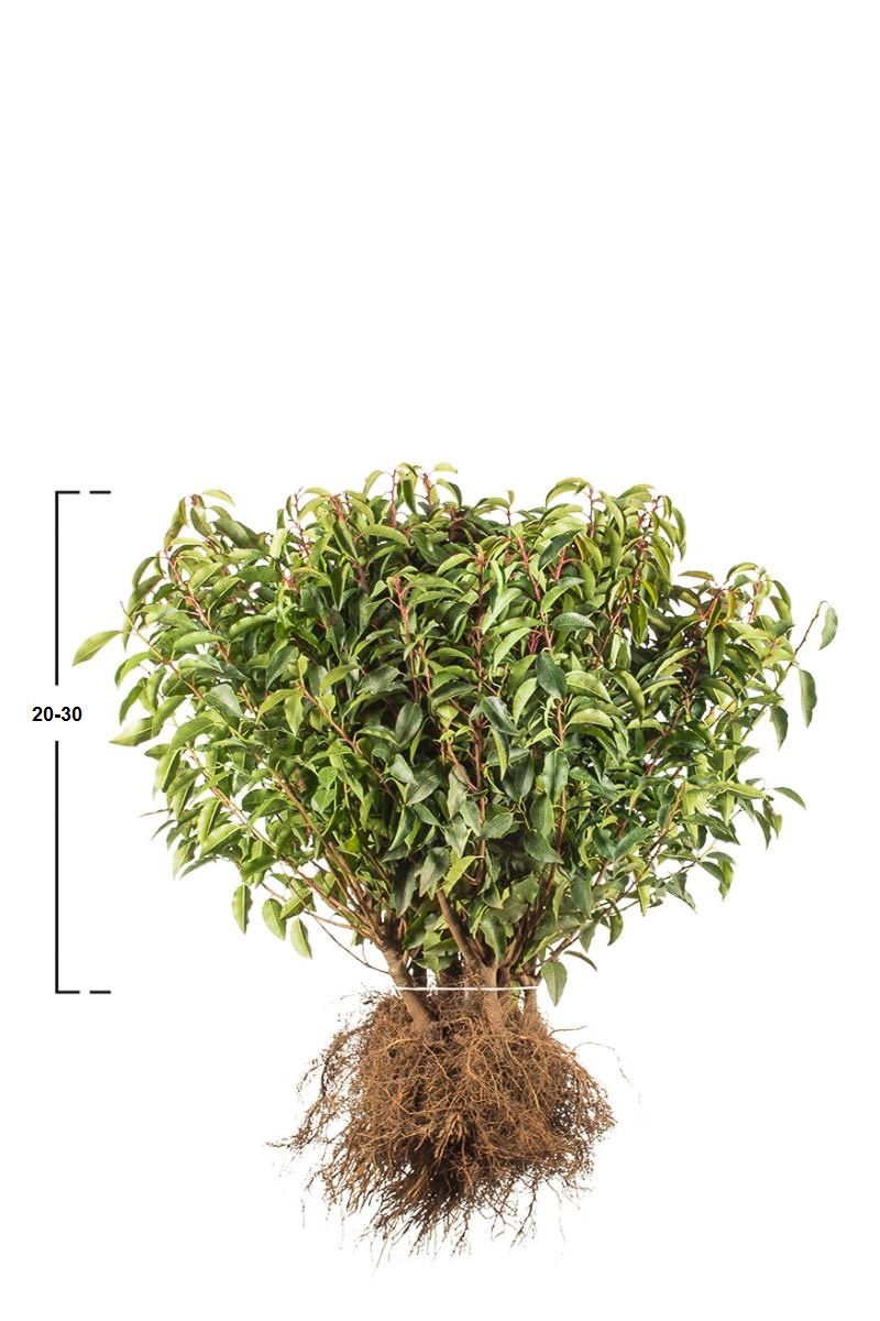 Portugiesischer Kirschlorbeer