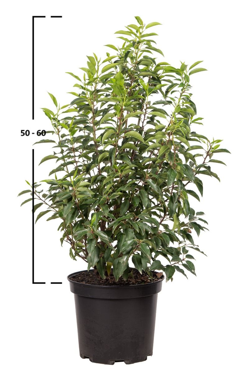 Portugiesischer Kirschlorbeer