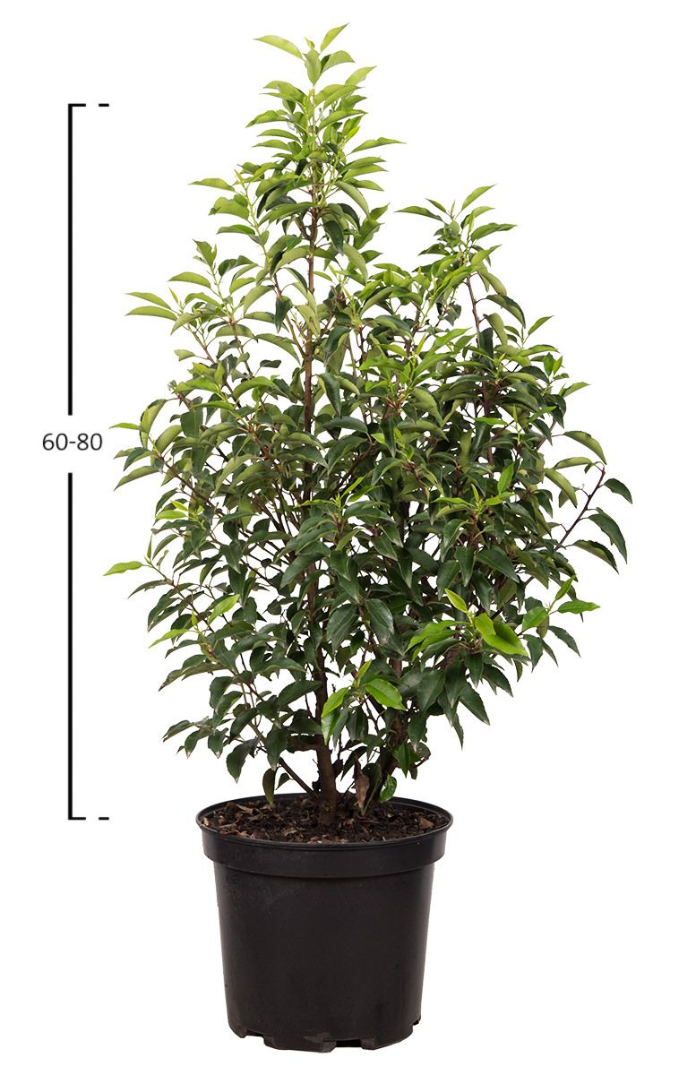 Portugiesischer Kirschlorbeer