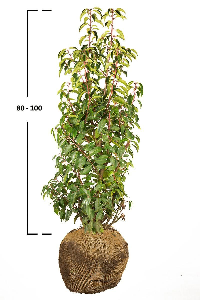 Portugiesischer Kirschlorbeer