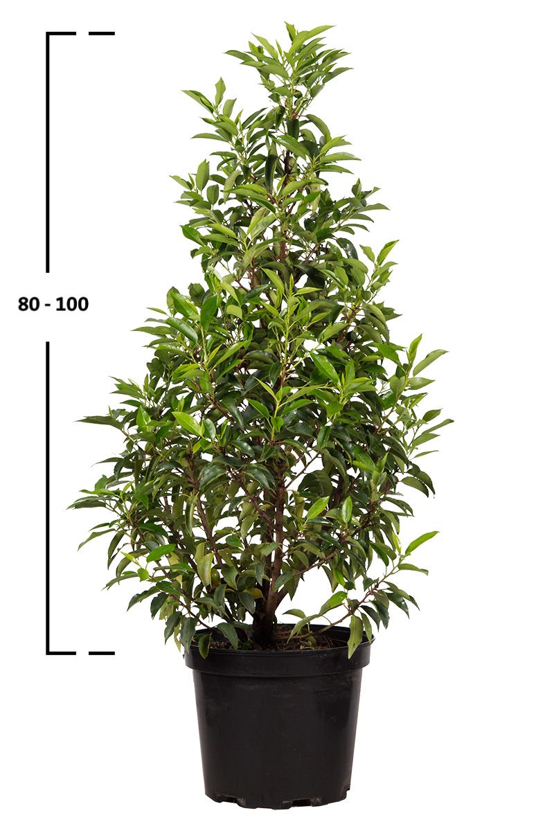 Portugiesischer Kirschlorbeer