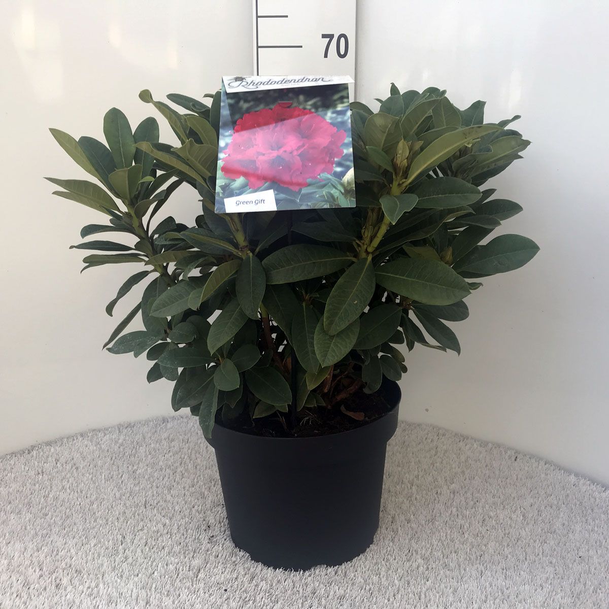 Rhododendron ‘Red Jack’