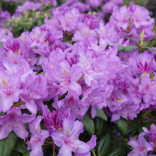 Rhododendron ‘Catawbiense Grandiflorum’