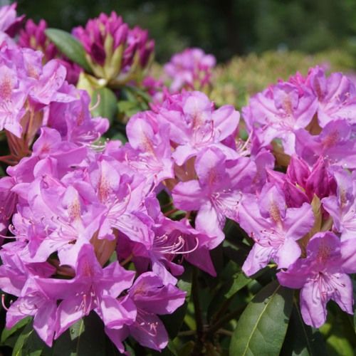 Rhododendron ‘Roseum Elegans’