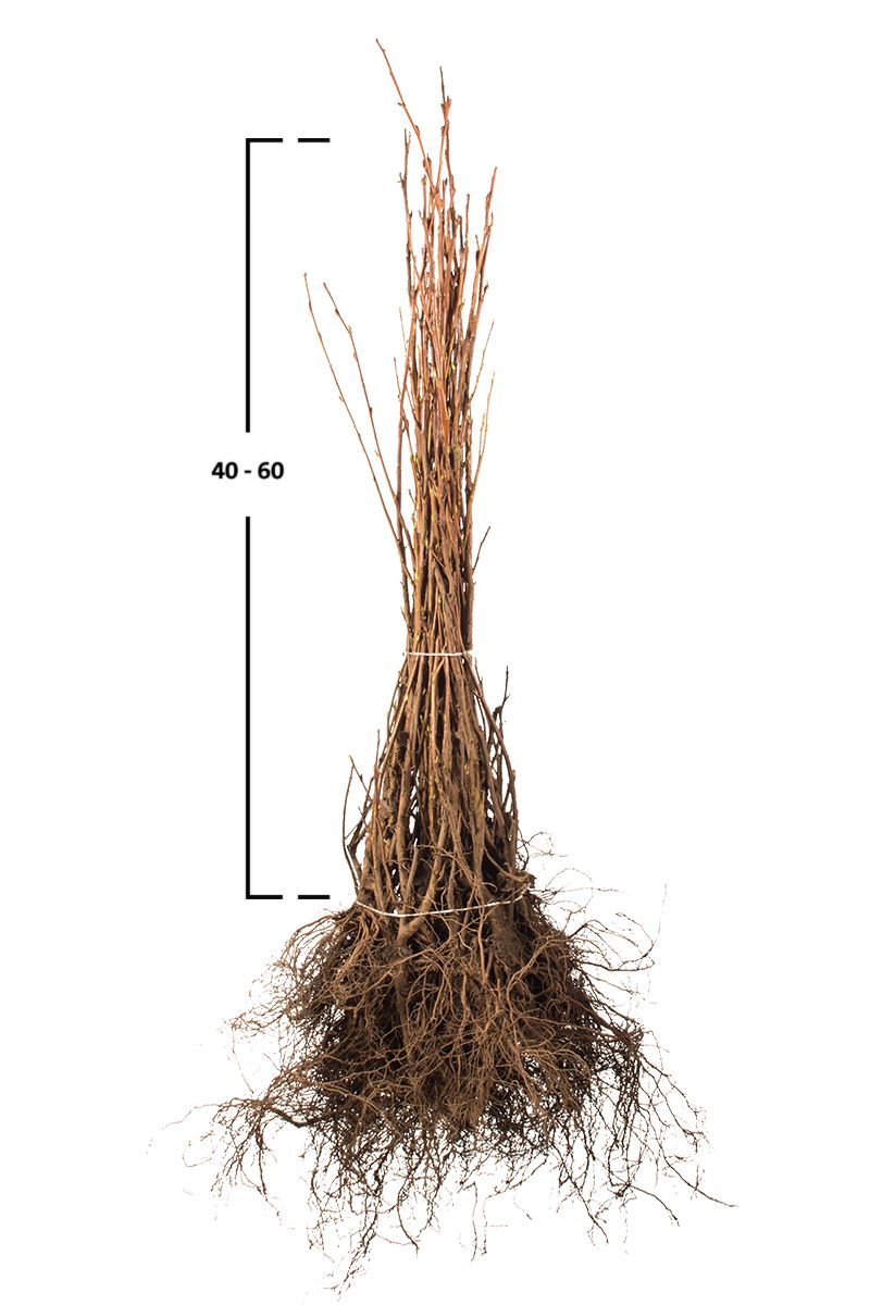 Zierjohannisbeere, Blutjohannisbeere