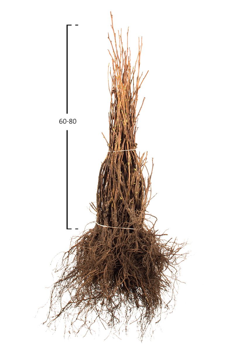 Zierjohannisbeere, Blutjohannisbeere