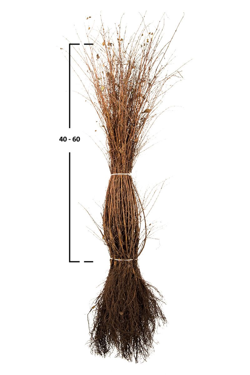 Schneebeere chenaultii